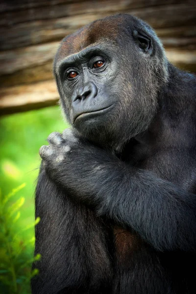 Poster vrouwelijke gorilla — Stockfoto